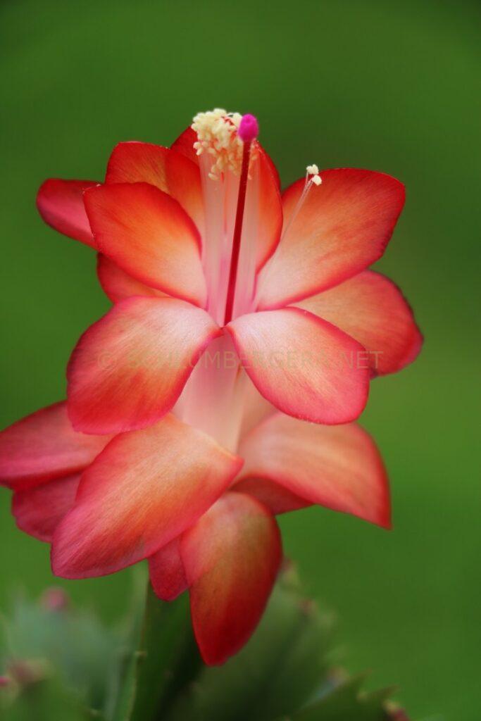 Schlumbergera 'Electricity'