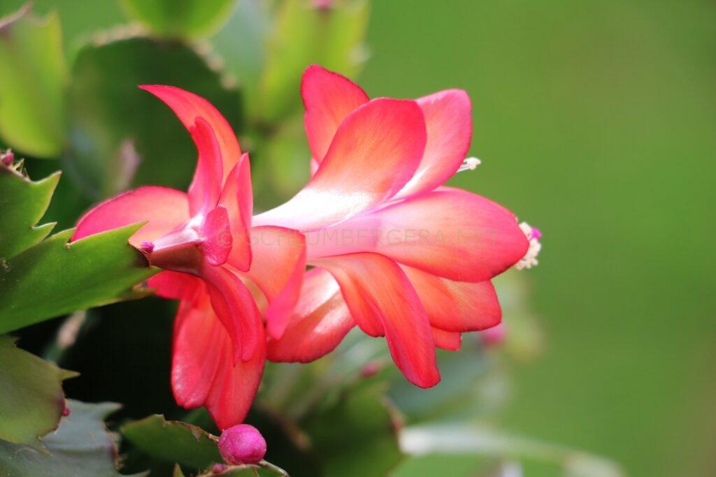 Schlumbergera 'Electricity'