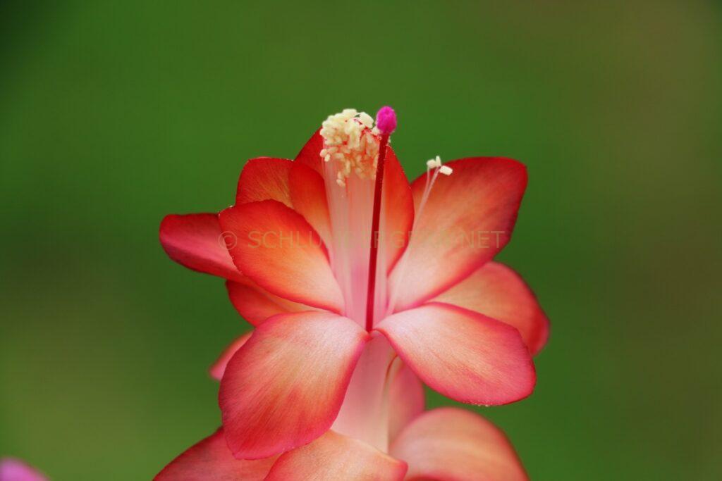Schlumbergera 'Electricity'