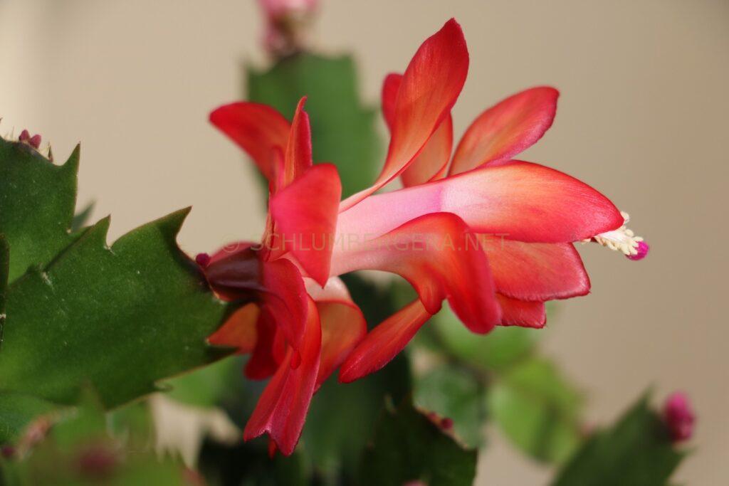 Schlumbergera 'Electricity'