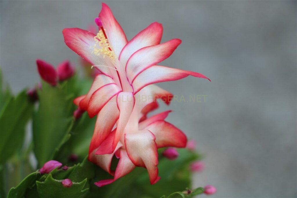 Schlumbergera 'Festa del Lunedi'