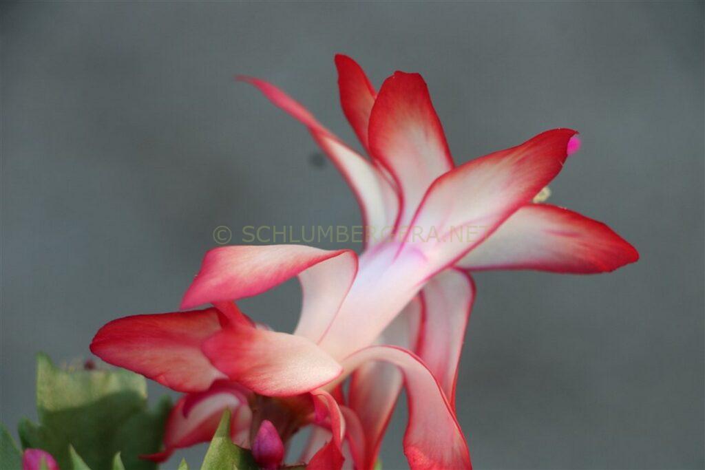 Schlumbergera 'Festa del Lunedi'