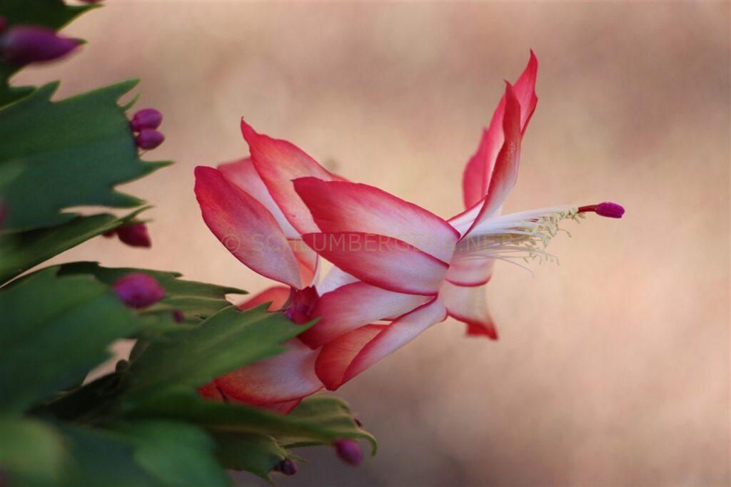 Schlumbergera 'Festa del Lunedi'