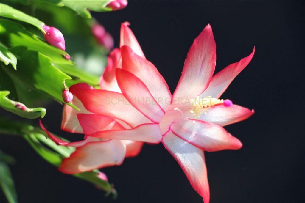 Schlumbergera 'Festa del Lunedi'