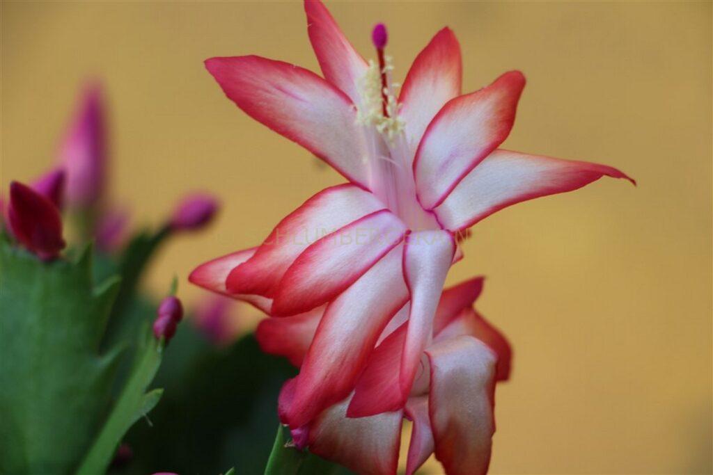 Schlumbergera 'Festa del Lunedi'