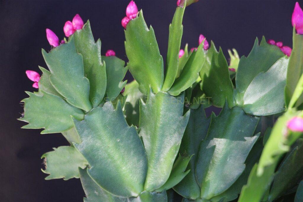 Schlumbergera 'Festa del Lunedi'