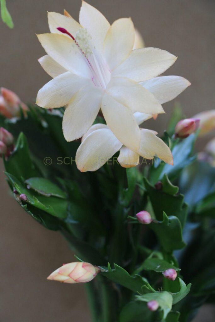 Schlumbergera 'Festa del Sombrero'