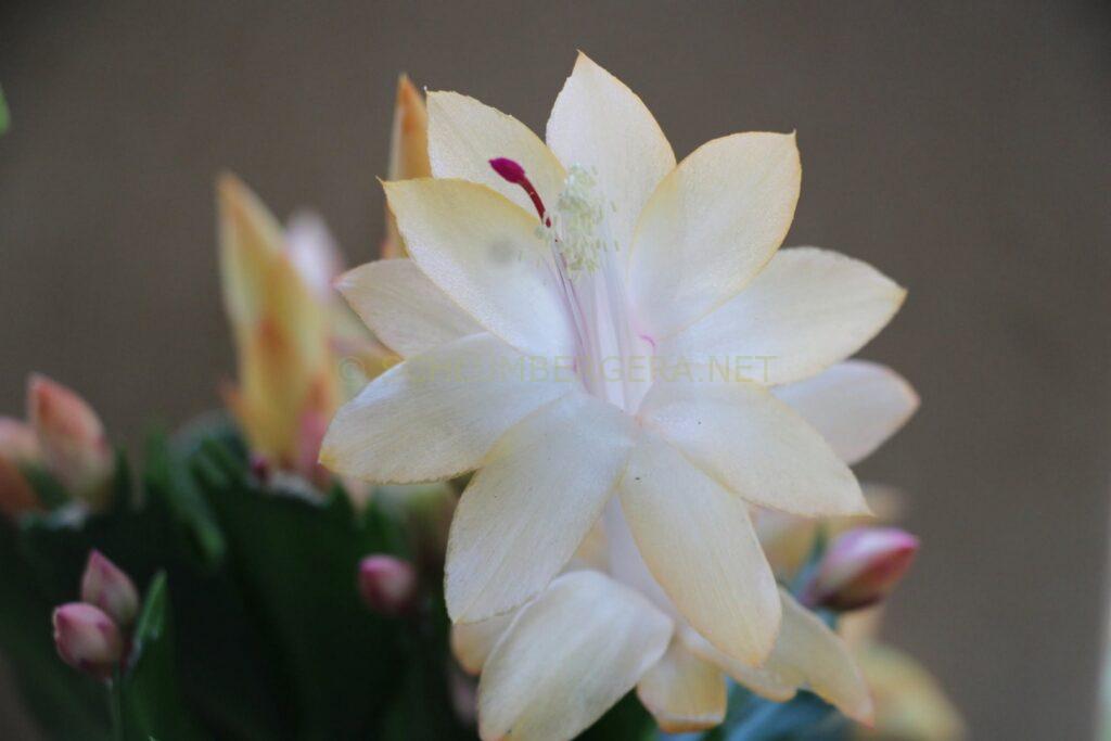 Schlumbergera 'Festa del Sombrero'