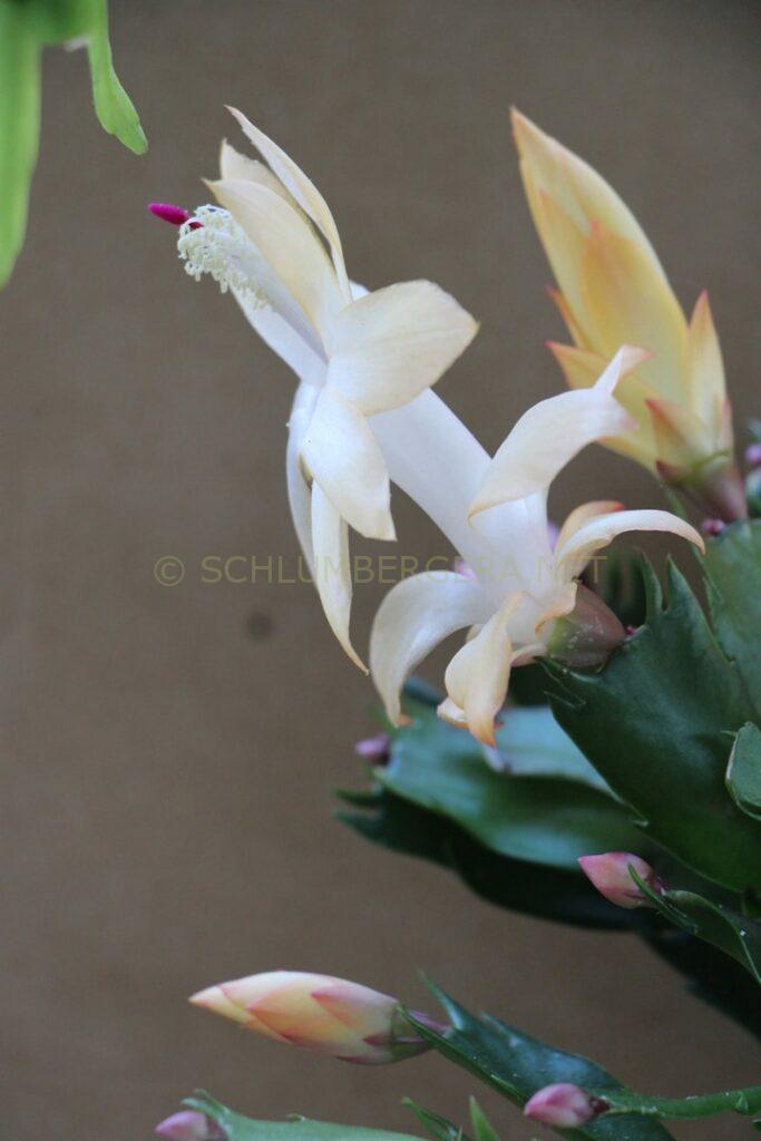 Schlumbergera 'Festa del Sombrero'