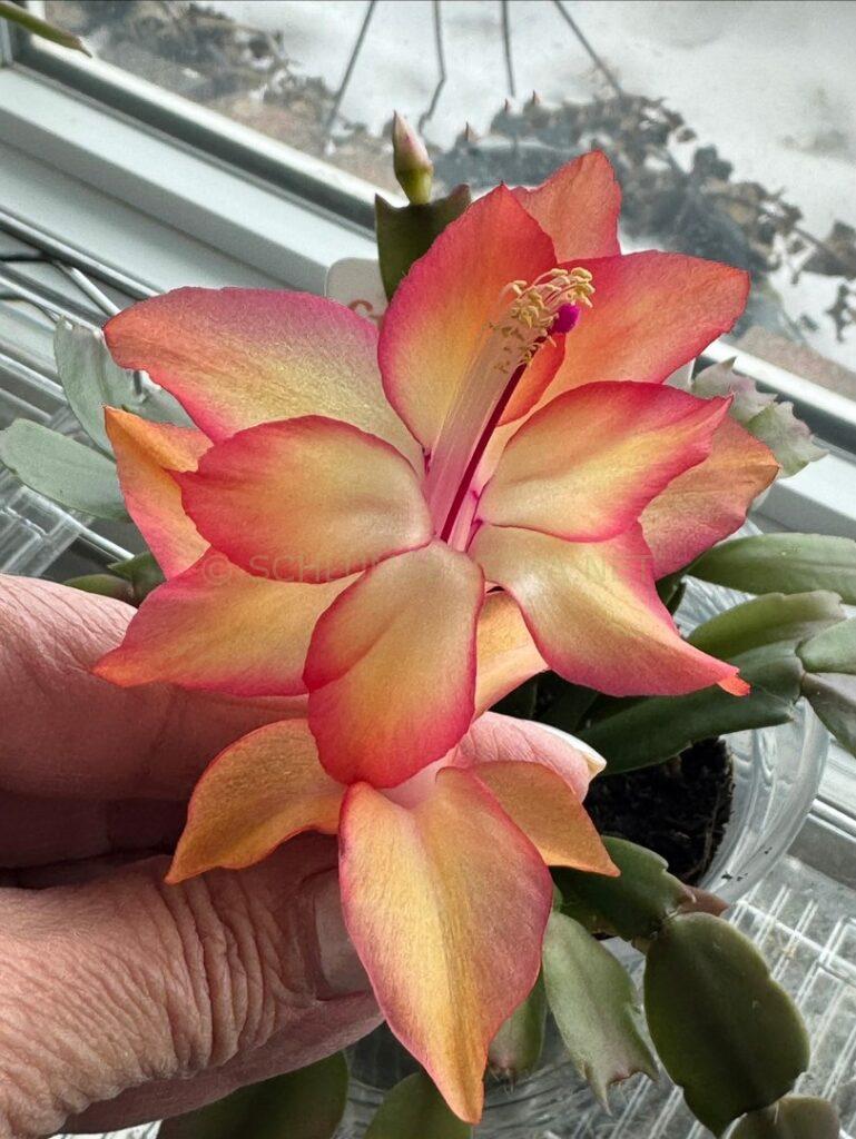 Schlumbergera 'St Christopher'