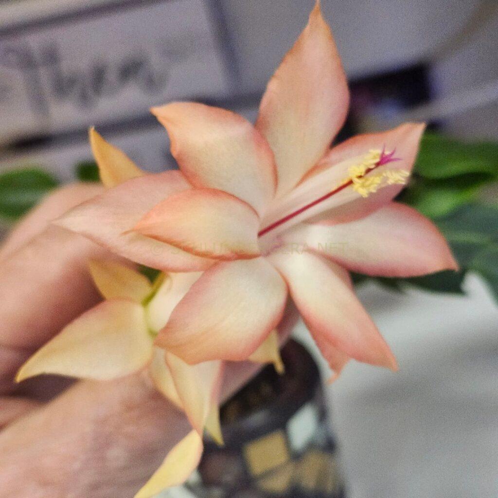 Schlumbergera 'St Christopher'