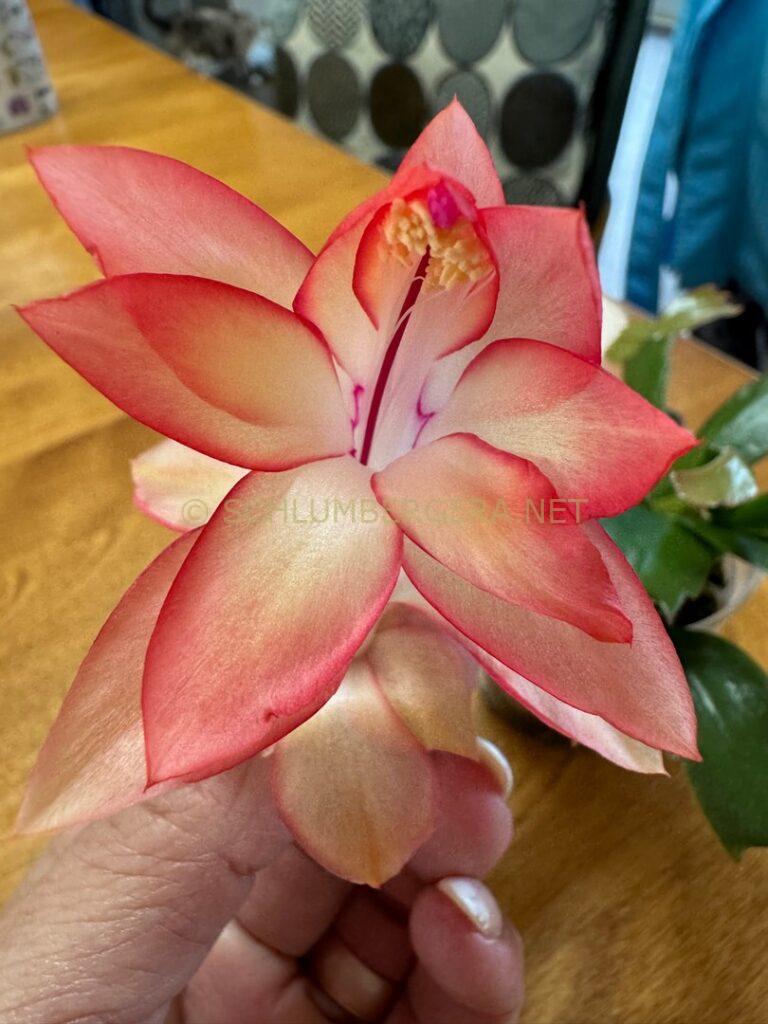 Schlumbergera 'St Christopher'