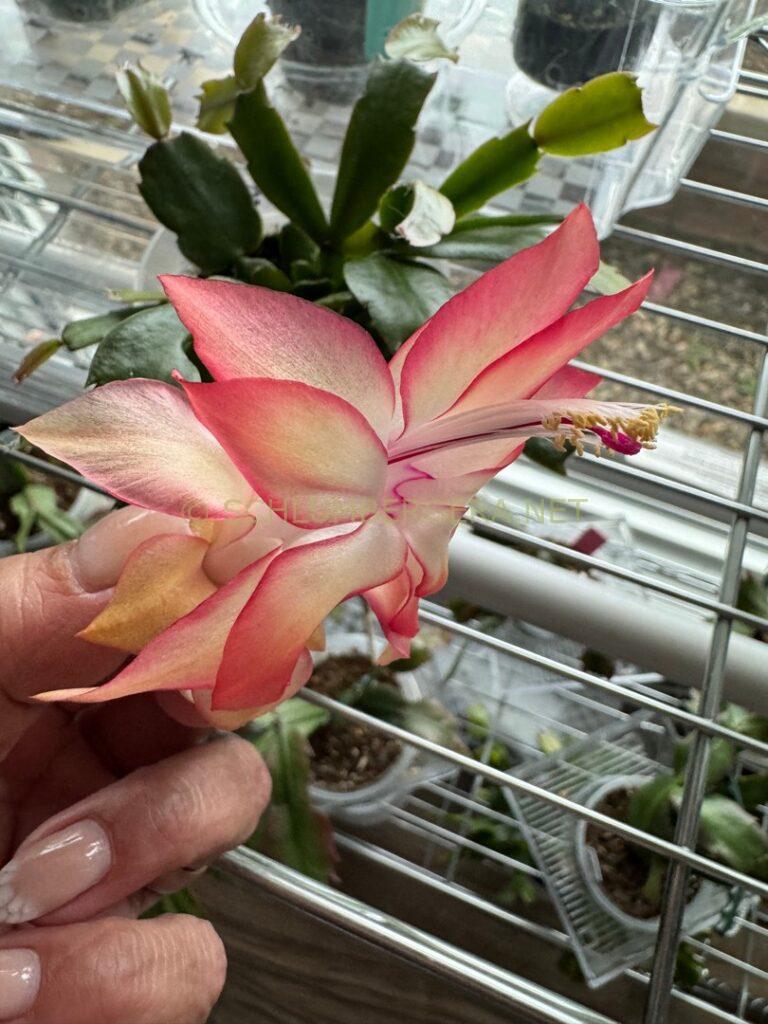 Schlumbergera 'St Christopher'