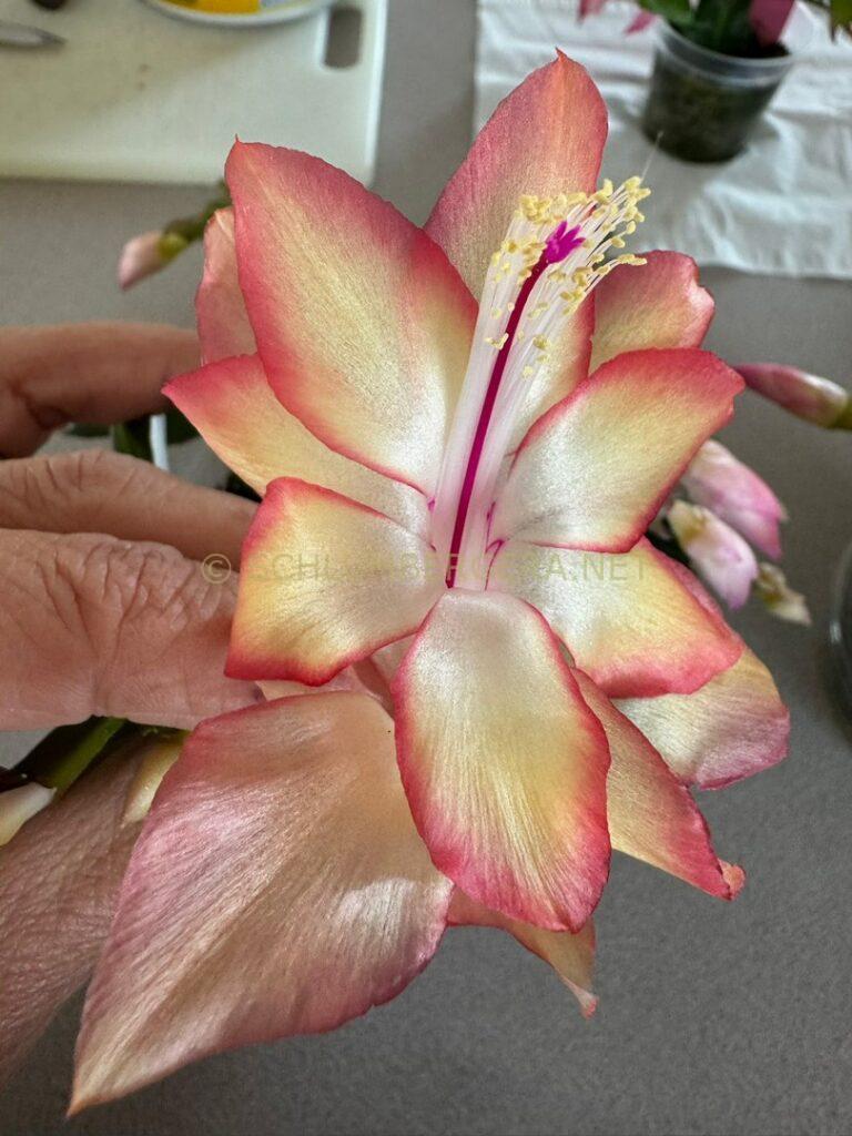 Schlumbergera 'St Christopher'