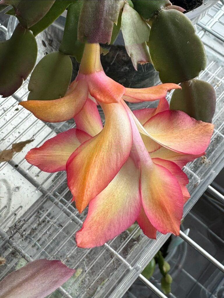 Schlumbergera 'St Christopher'