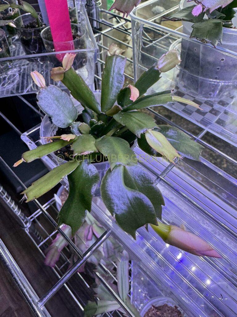 Schlumbergera 'St Christopher'