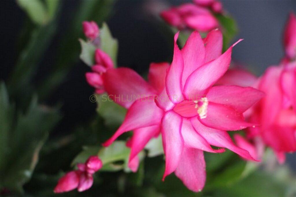 Schlumbergera 'Summer Bangaranga'