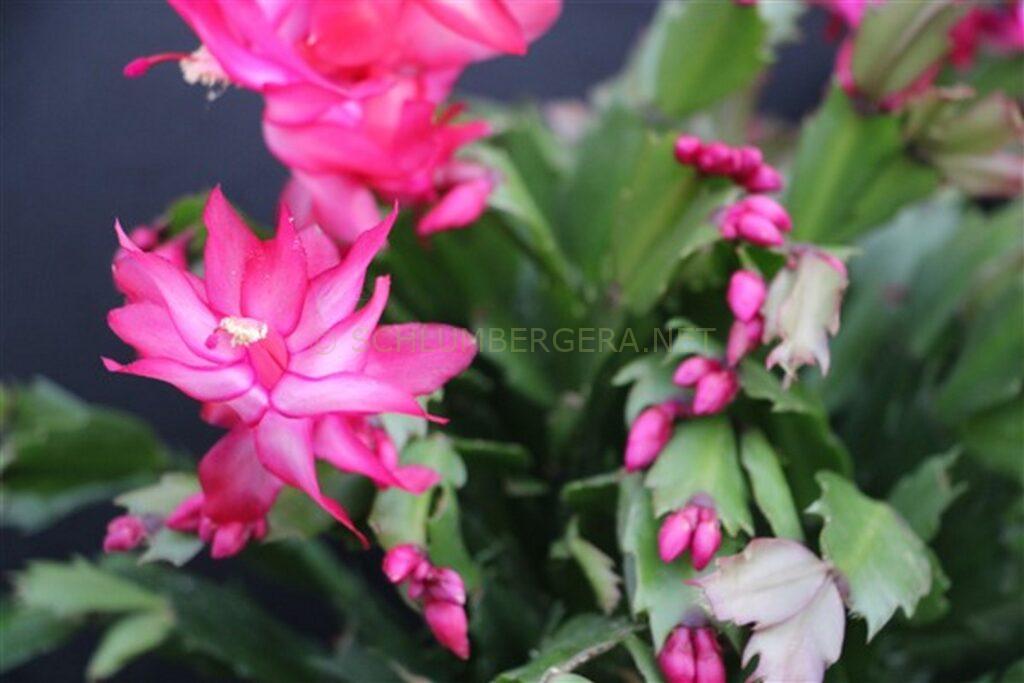 Schlumbergera 'Summer Bangaranga'