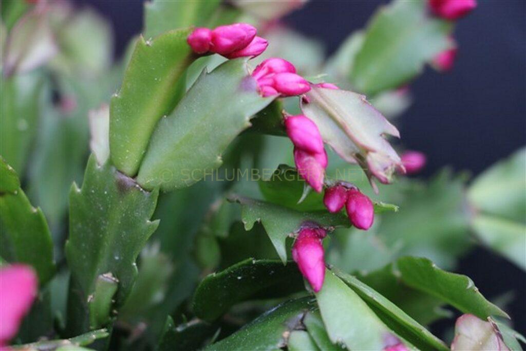 Schlumbergera 'Summer Bangaranga'