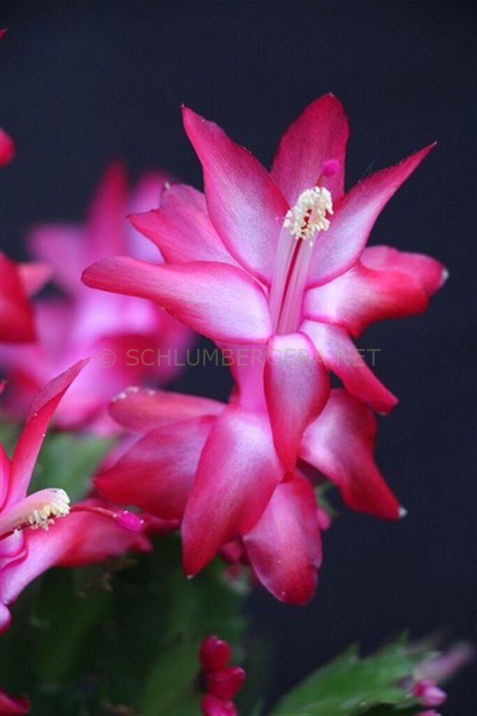 Schlumbergera 'Summer Dragon's Sister'