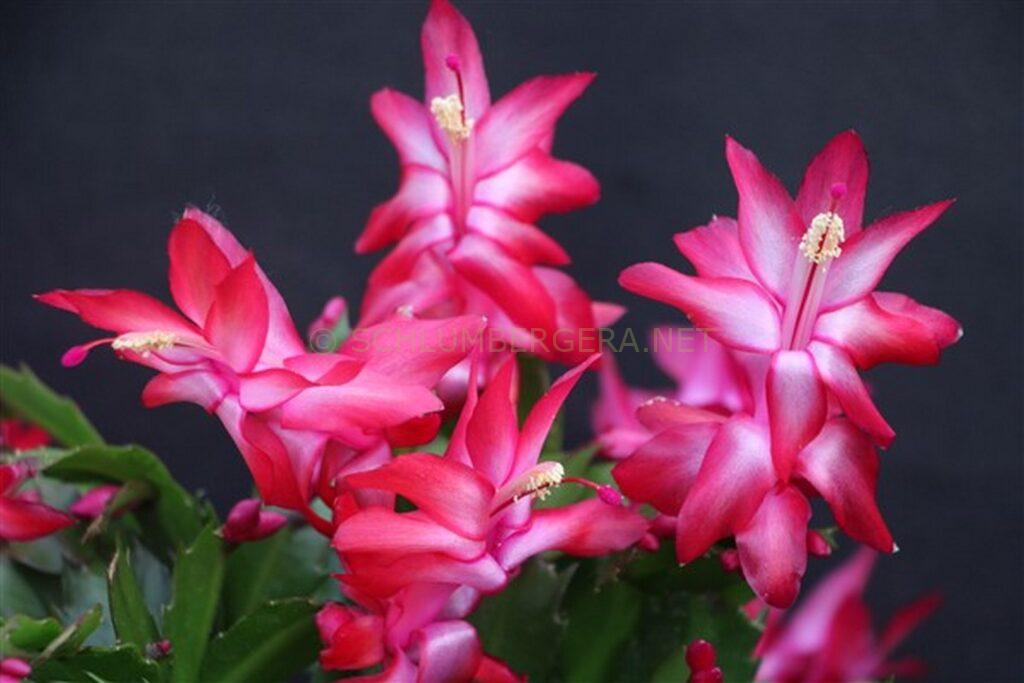 Schlumbergera 'Summer Dragon's Sister'