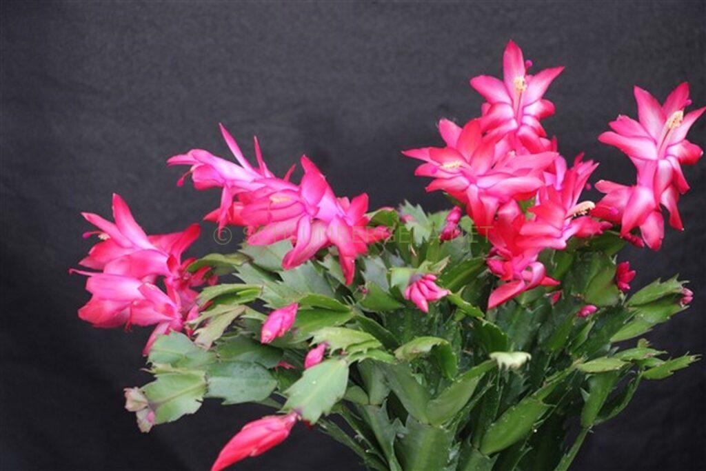 Schlumbergera 'Summer Dragon's Sister'