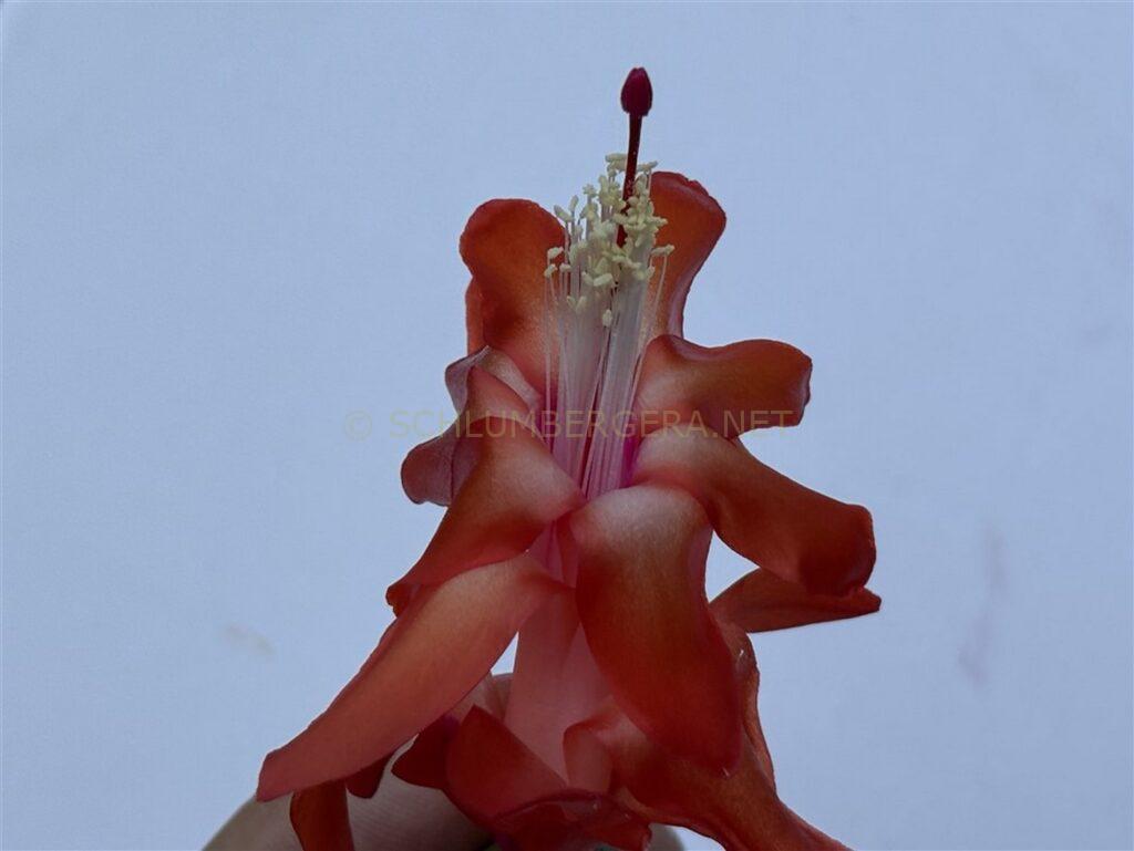 Schlumbergera 'Utrecht'