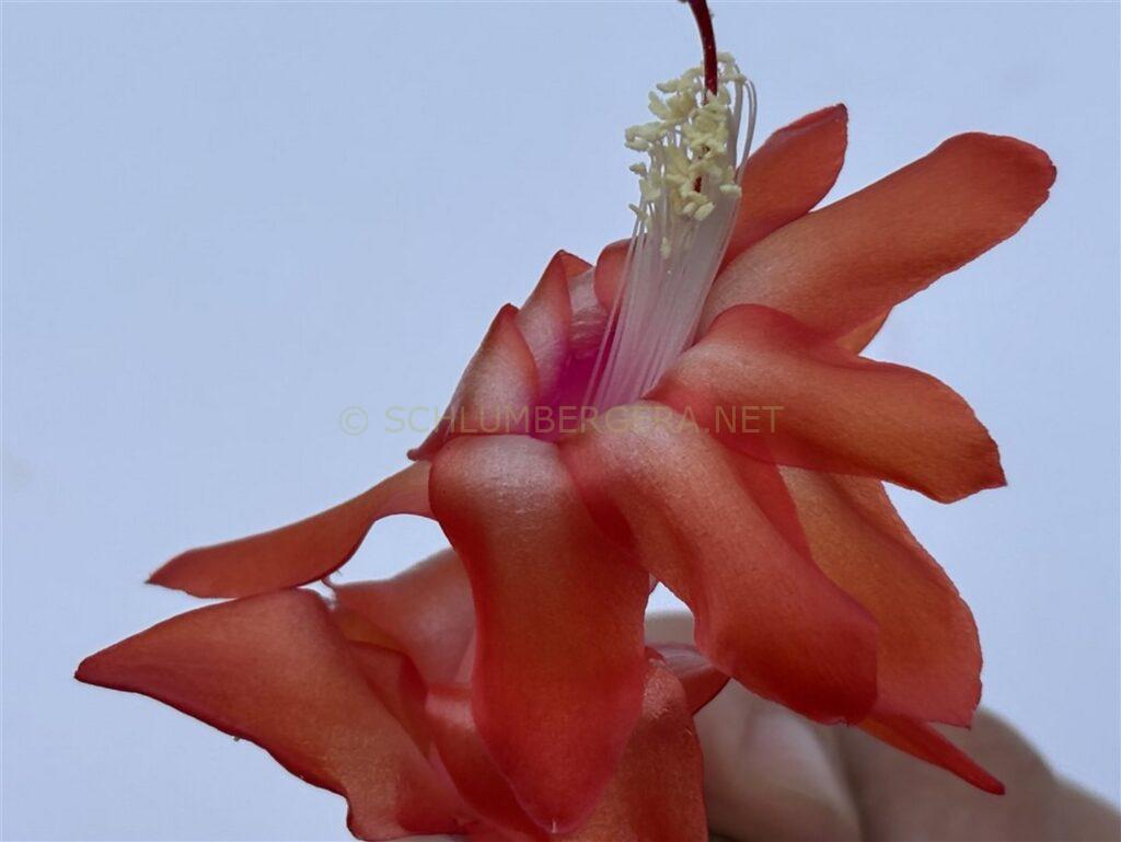 Schlumbergera 'Utrecht'