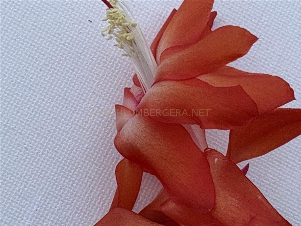 Schlumbergera 'Utrecht'