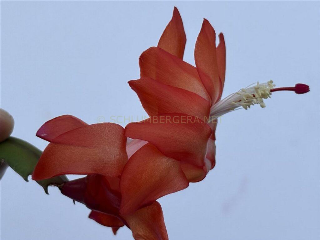 Schlumbergera 'Utrecht'