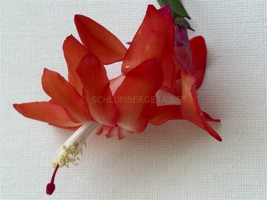 Schlumbergera 'Utrecht'
