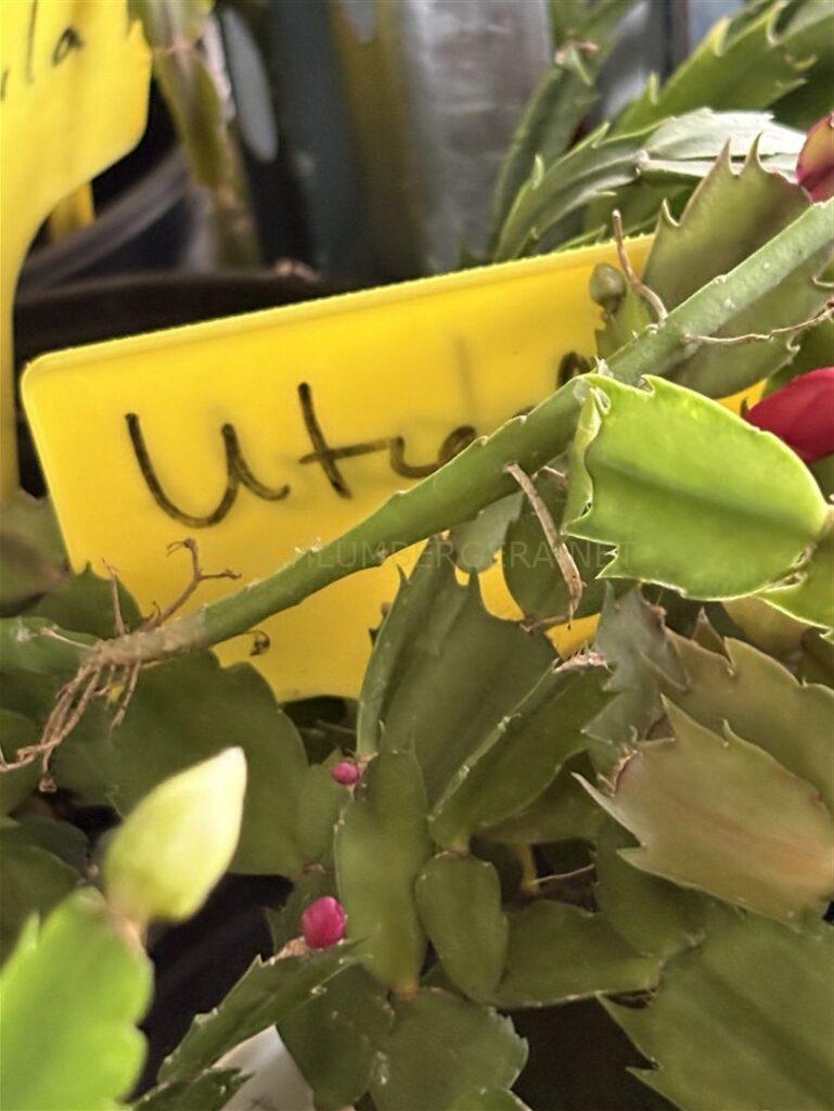 Schlumbergera 'Utrecht'