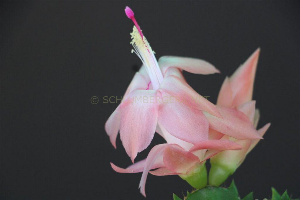 Schlumbergera 'Yes Sir'