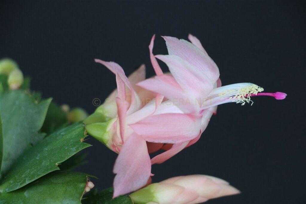Schlumbergera 'Yes Sir'