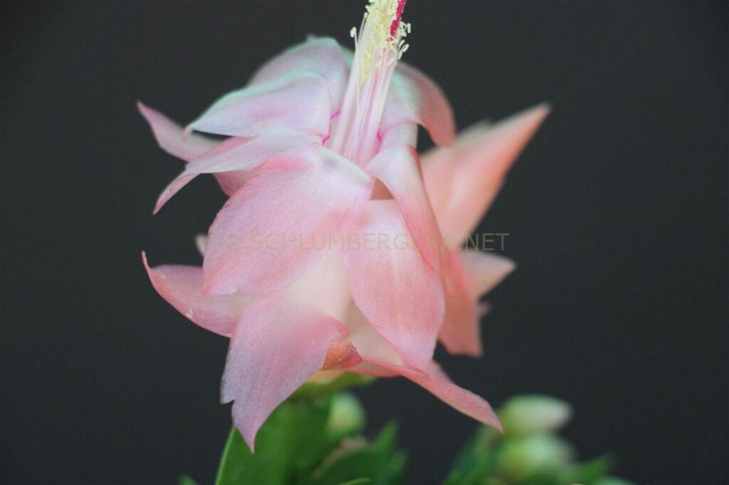 Schlumbergera 'Yes Sir'