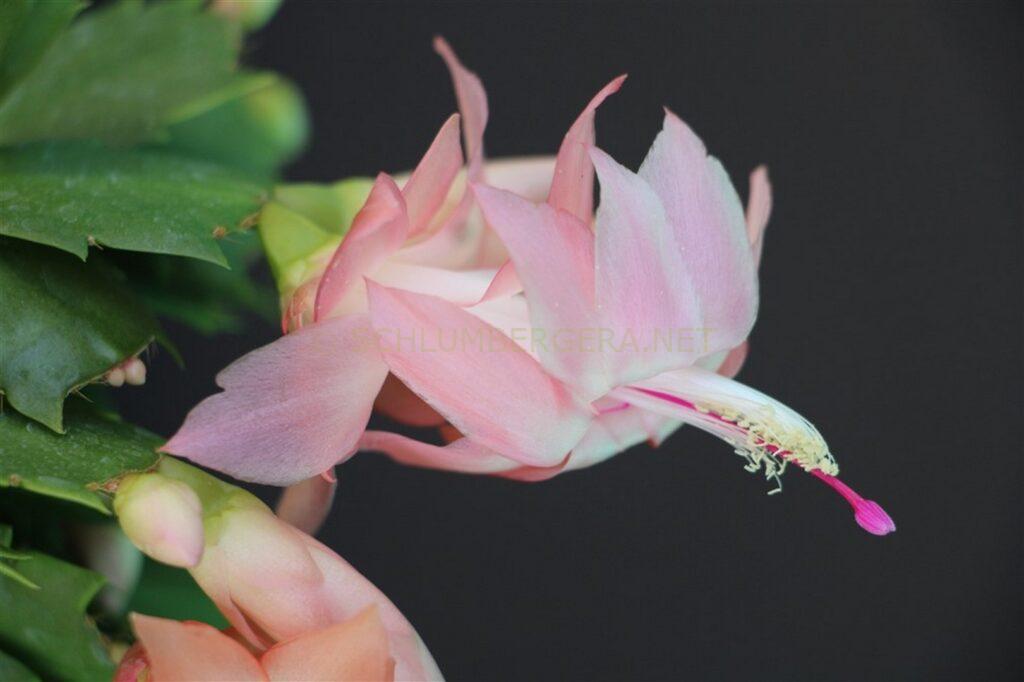 Schlumbergera 'Yes Sir'