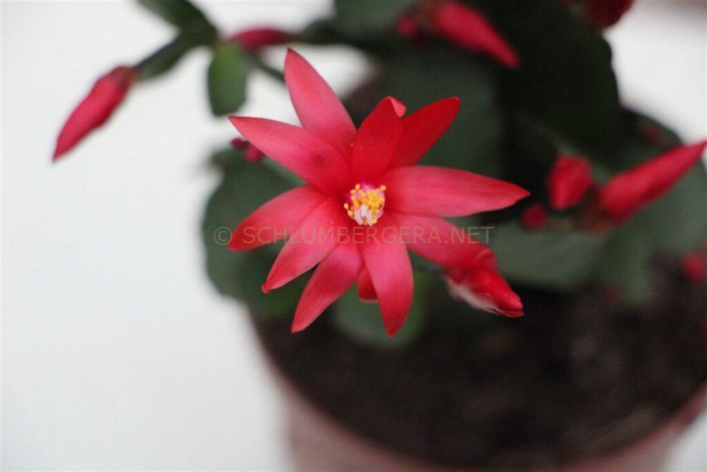 Rhipsalidopsis 'Phoenix Blood'