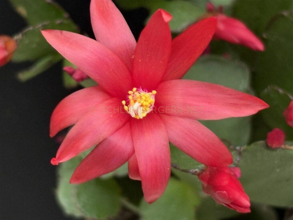 Rhipsalidopsis 'Phoenix Blood'