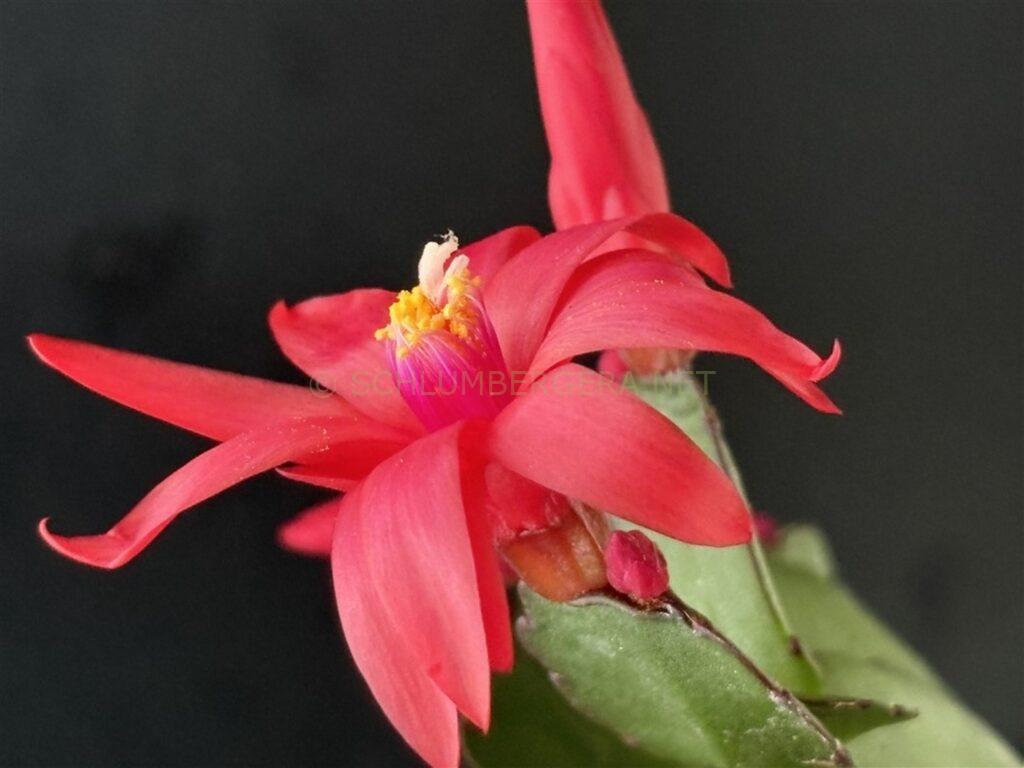 Rhipsalidopsis 'Phoenix Blood'