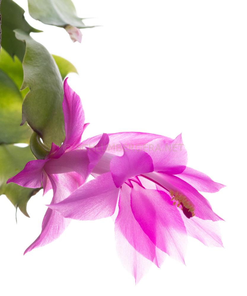 Schlumbergera 'Beheim Pink'