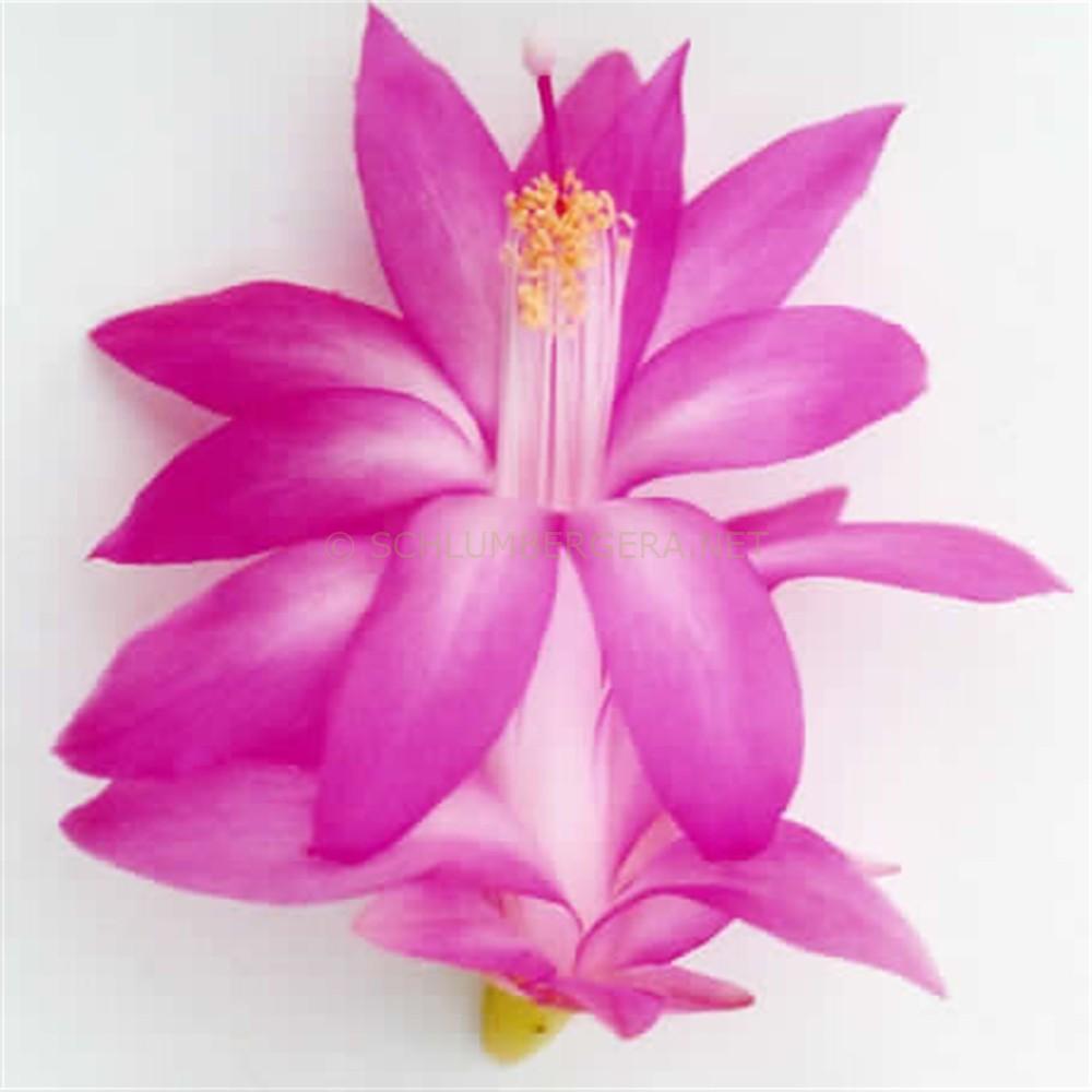 Schlumbergera 'Cebelanka'