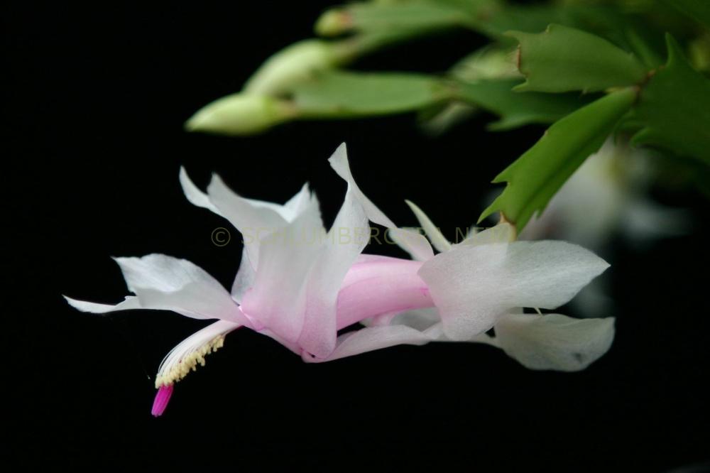 Schlumbergera 'Christy Goodfellow'