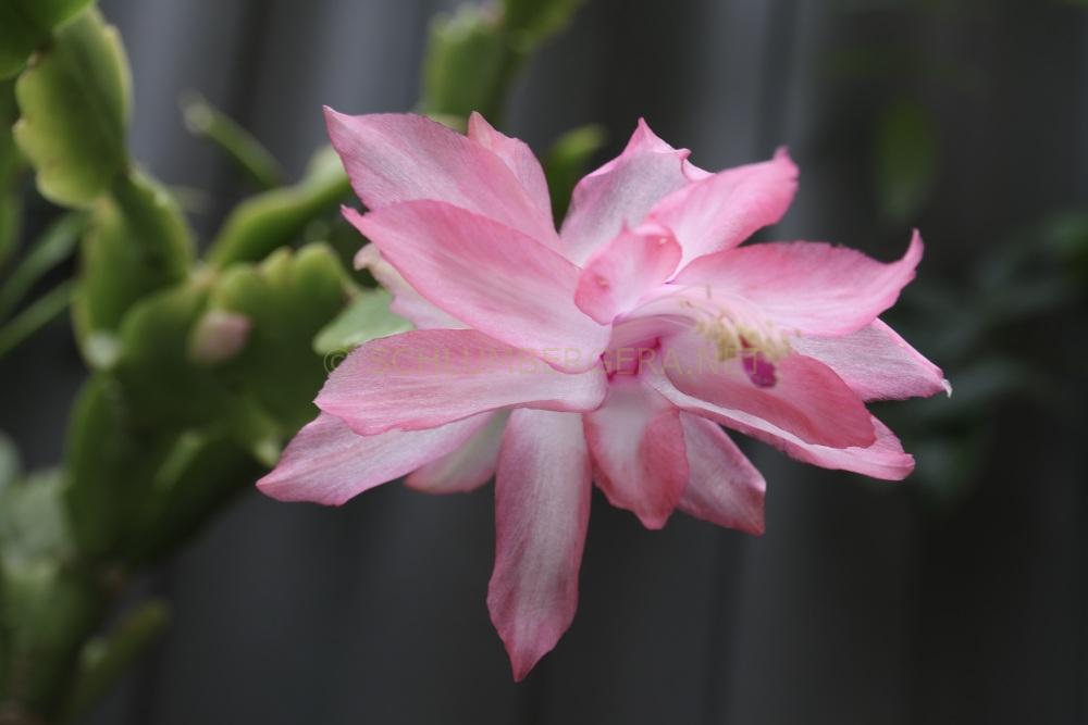 Schlumbergera 'Christmas Fantasy'