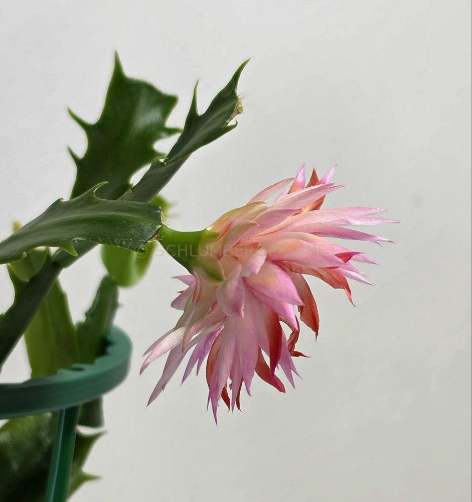 Schlumbergera 'Double Surprise'