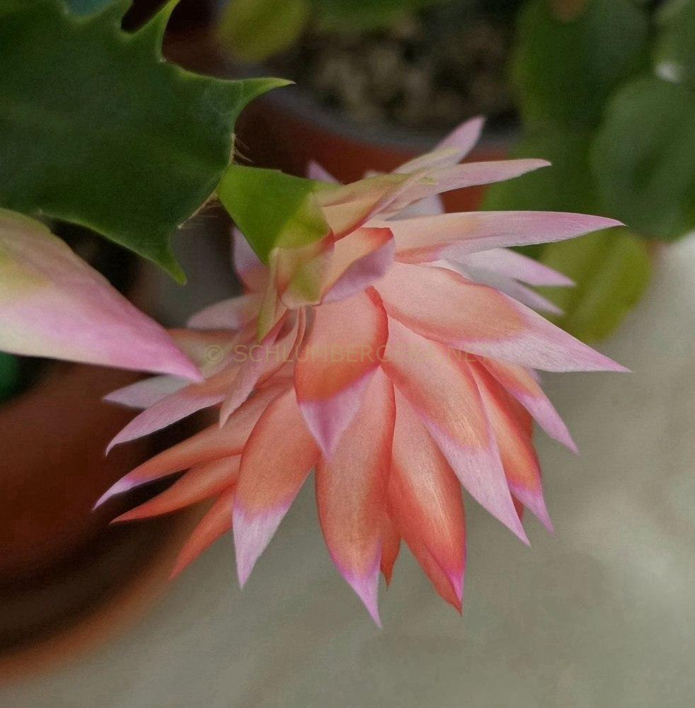 Schlumbergera 'Double Surprise'