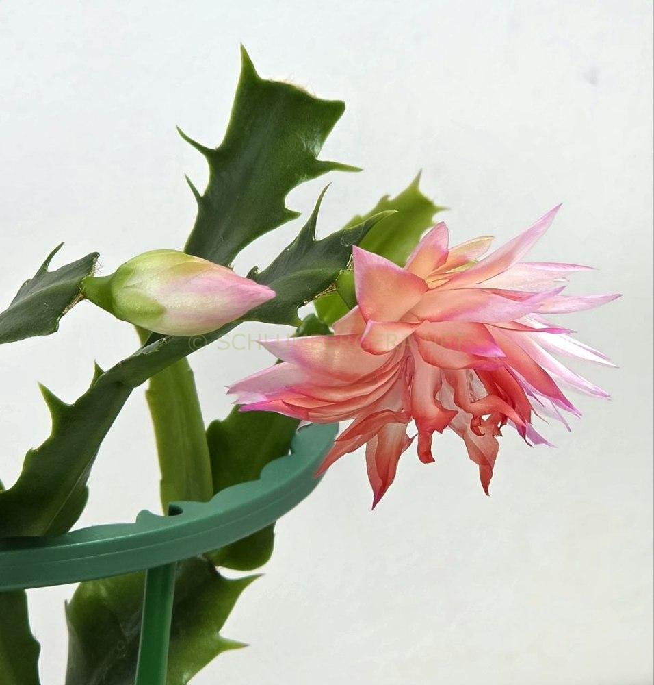 Schlumbergera 'Double Surprise'