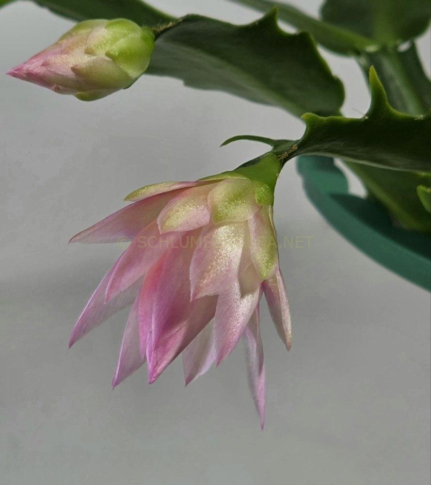 Schlumbergera 'Double Surprise'