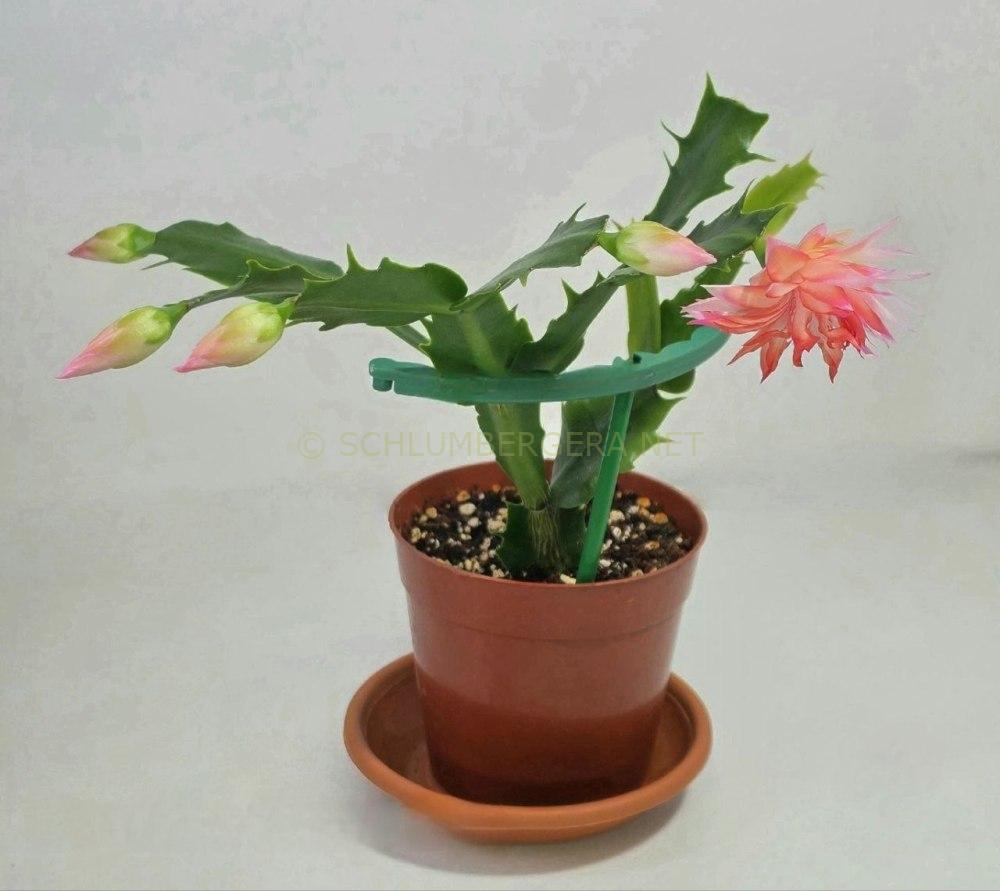 Schlumbergera 'Double Surprise'