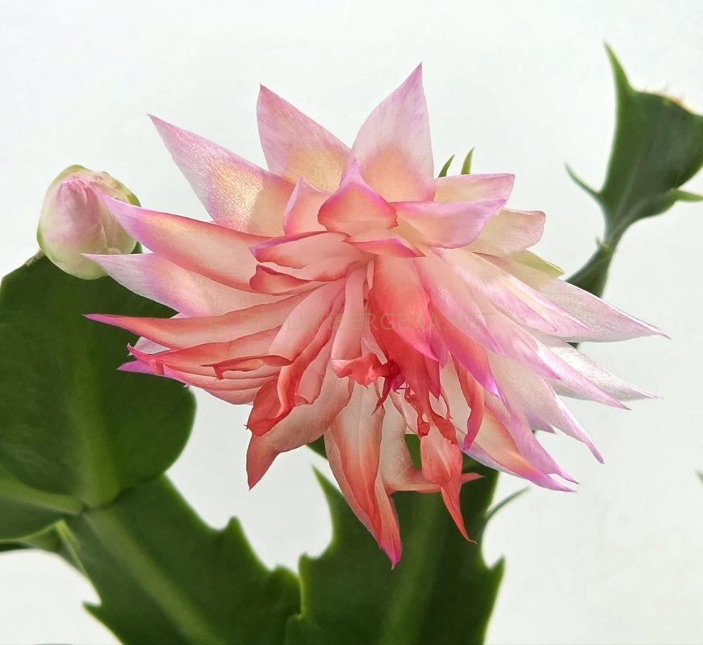 Schlumbergera 'Double Surprise'