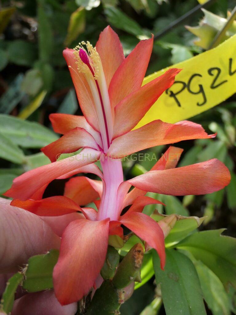 Schlumbergera 'Fire Kiss'